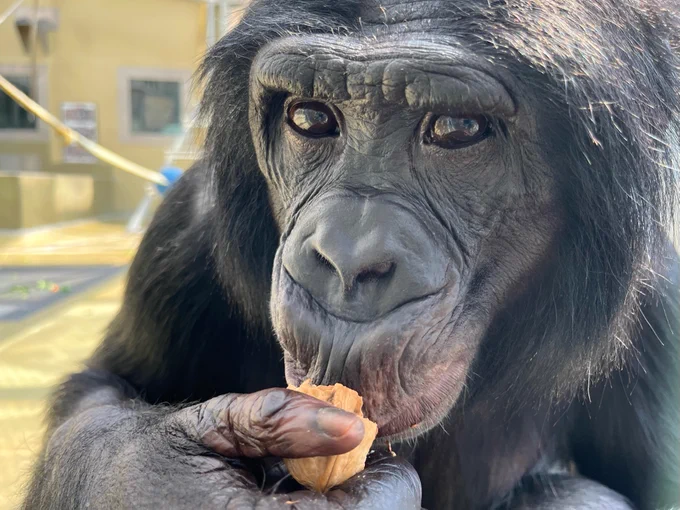 Bonobo, Nyota, at Ape Initiative, a science and education nonprofit