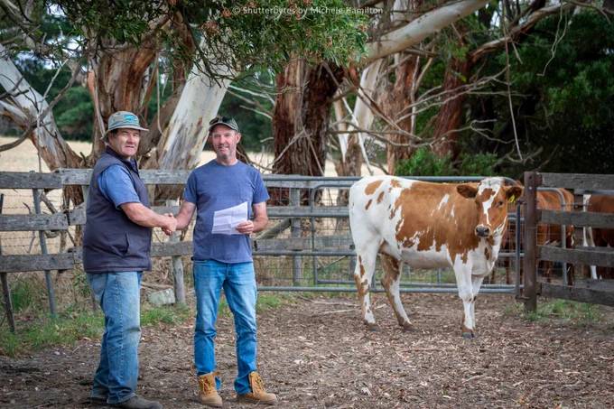 Vendor shakes hand with purchase of Australian Red Dairy Breed heifer.