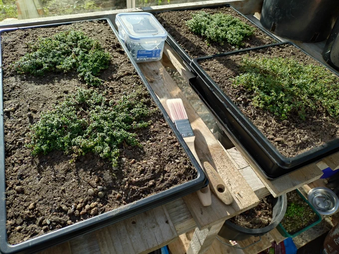 Shallow trays usually used for microgreens are planted up with the smallest species of thyme in a bed of soil based growing medium. Also added to the mix are two grades of horticulture grit. These plants will be allocated for a lawn project where I will  replacing  the grass completely.
