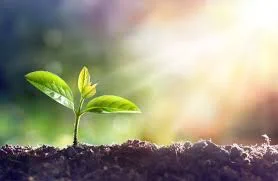 Seedling growing out of the soil, with sunshine in the background