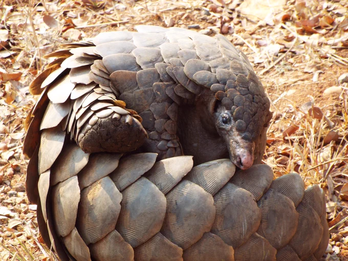 Pangolin curved in a ball. istock-1125626951