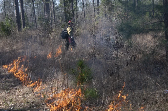 USFS Firefighter conducting hand ignitions during a prescribed fire on Savannah River Site.
