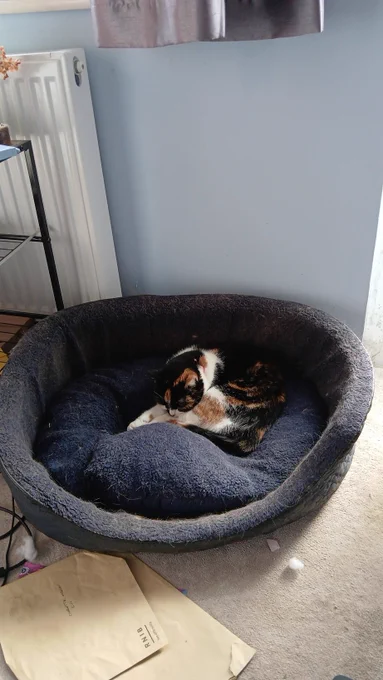 A calico cat sleeping in a big bur fog bed