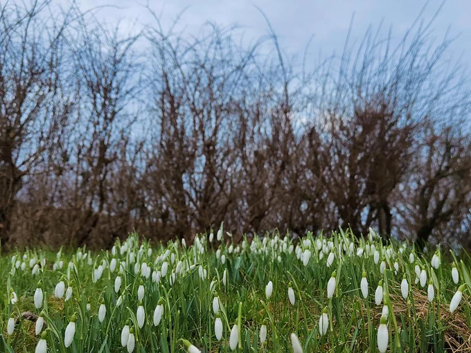 Snowdrops in front of bare trees