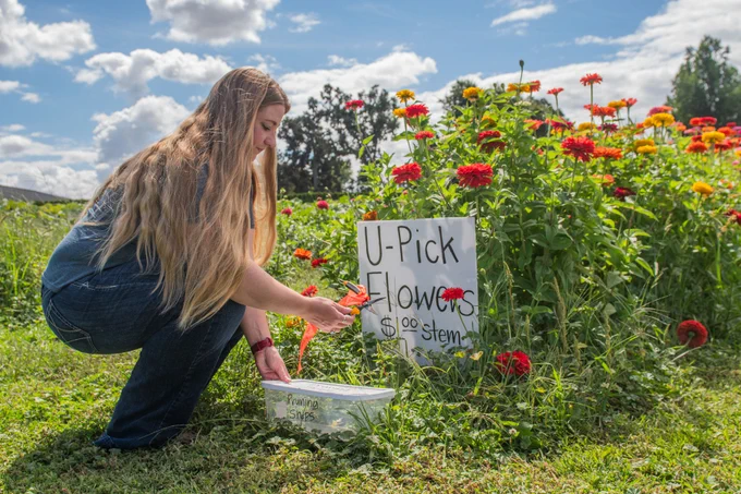 A woman picks flowers at a U-Pick flower farm in Oregon's Willamette Valley.