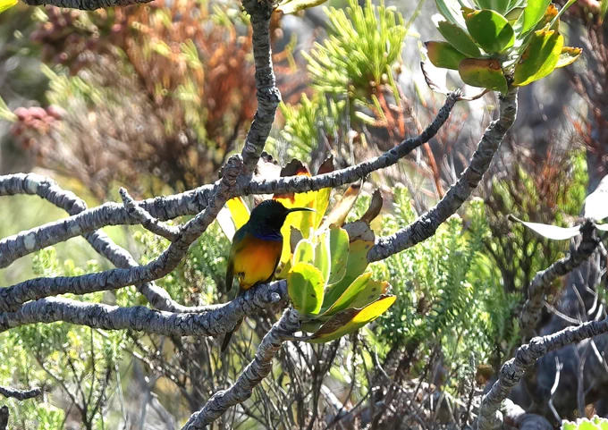 Orange-breasted Sunbird