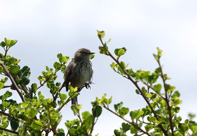 Karoo Prinia