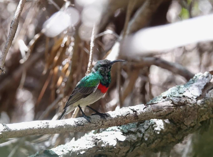 Southern Double Collared Sunbird