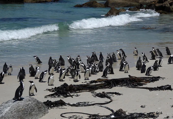 African Penguins