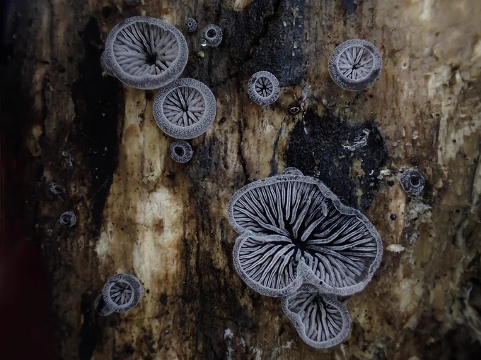 smoked oysterling fungus growing on a tree trunk