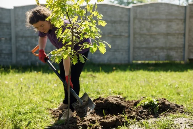 Photo is of a person planting a tree.