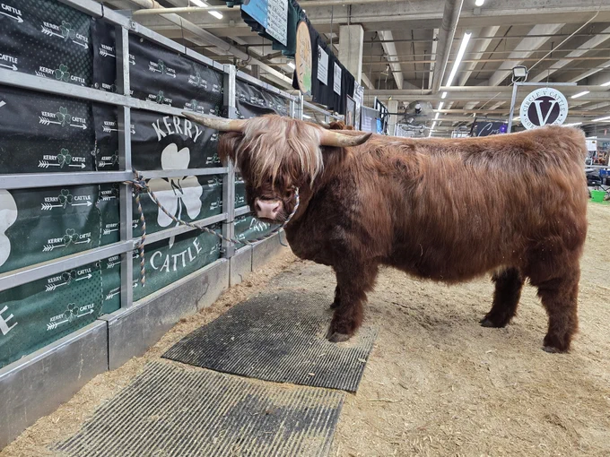 A long haired steer in a pen
