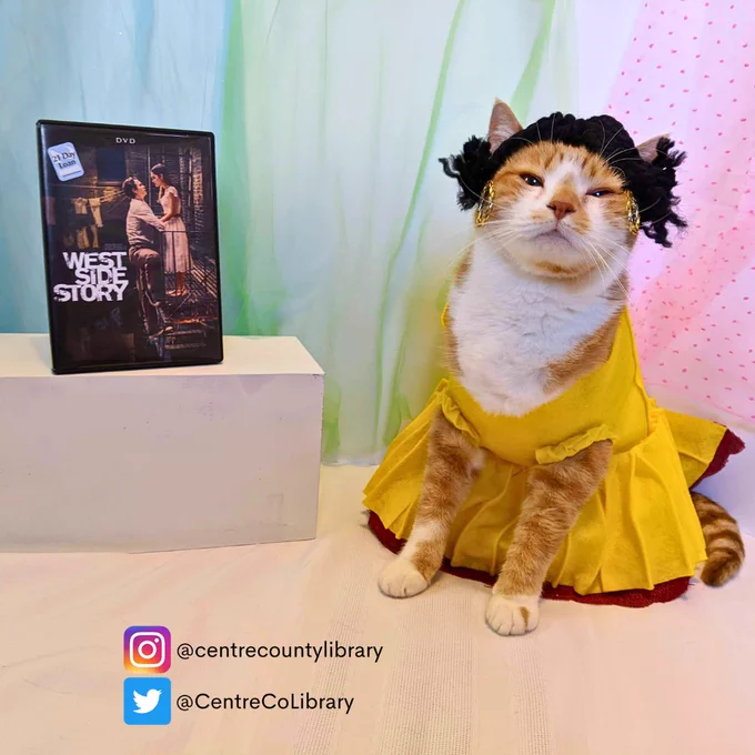 A photo of Horatio the Cat dressed in a yellow dress and black to emulate Anita from 2021's West Side Story film. He sits next to a DVD copy of the film. 