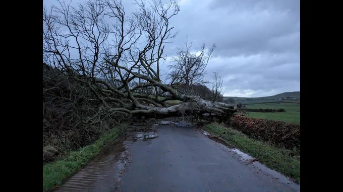 tree across road