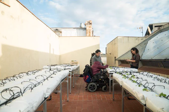 Usuaris del projecte Horts al Terrat planten hortalisses a un hort al terrat.