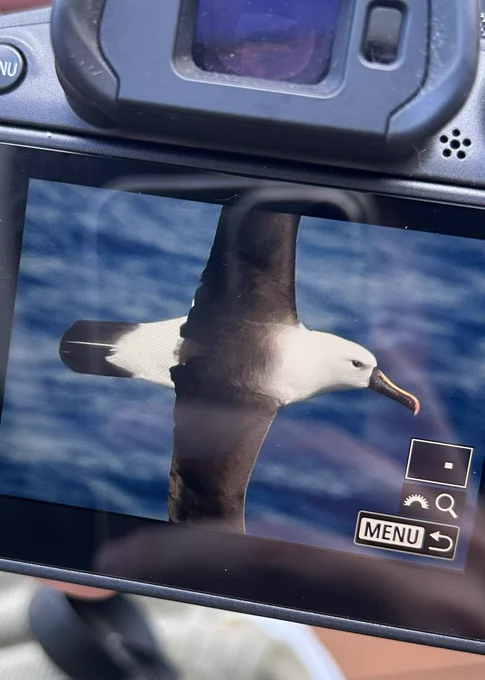 Indian Yellow-nosed Albatross