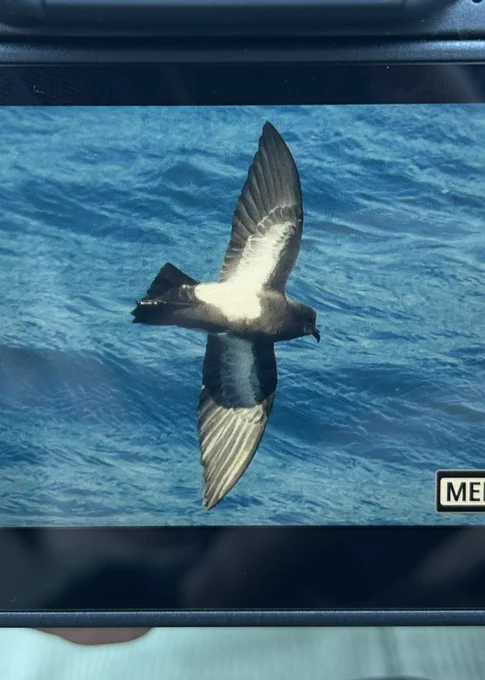 Black-bellied Storm Petrel