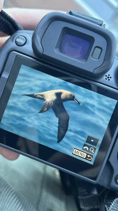 Sooty Albatross