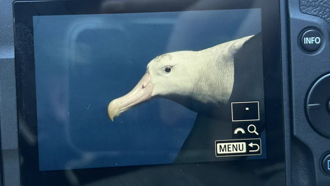Wandering Albatross