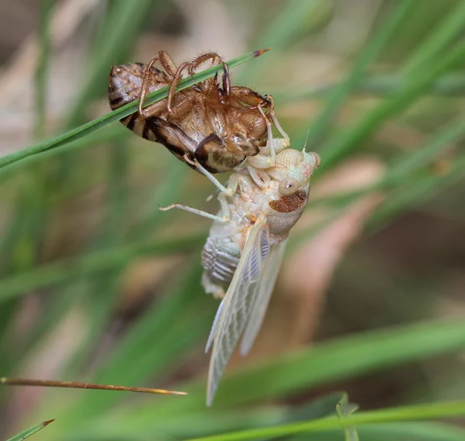 Cicadas emerging from shell