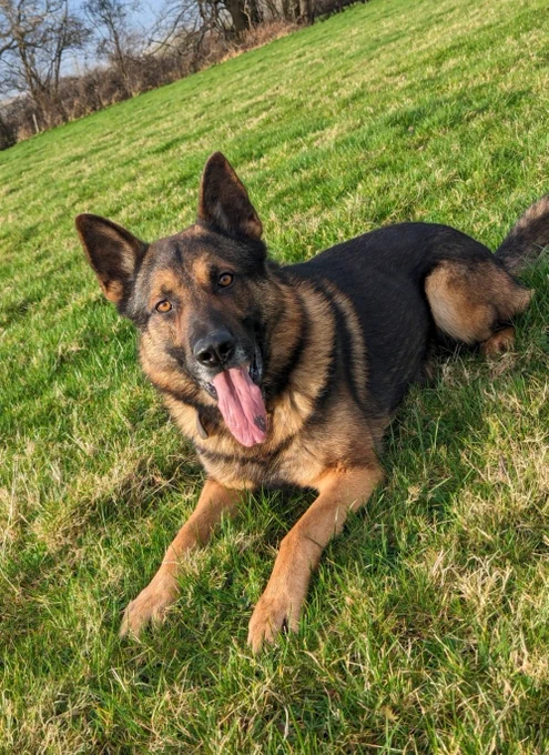 Picture of Police Dog Bear who is a German Shepherd lying on some grass. 