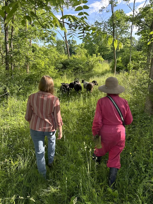 Animals, plants, and humans in a shared environment.