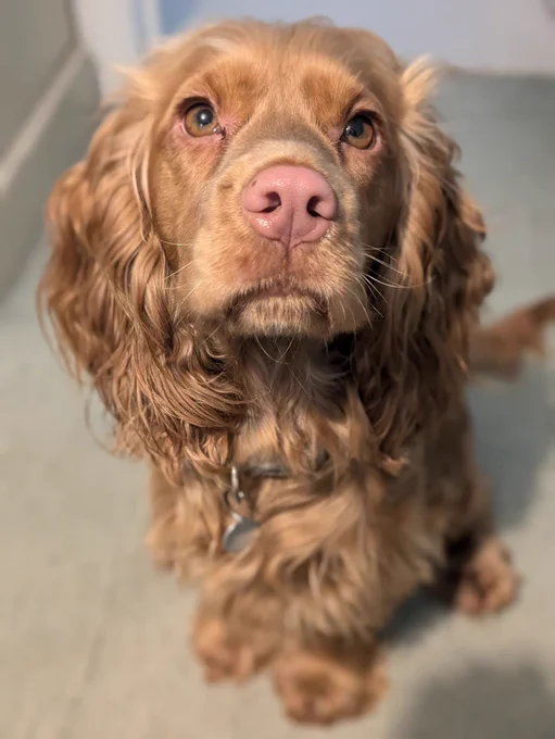 Golden cocker spaniel, Lima, sitting indoor and looking up at the camera with her pink nose in clear focus.