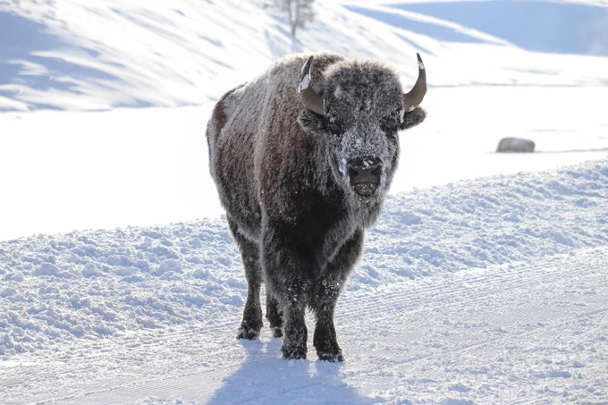 An icy bison on the road in Hayden Valley, Yellowstone.