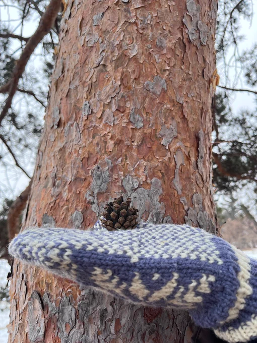 A close-up of a Scots pine cone held in front of the tree's flaky, coppery bark. 