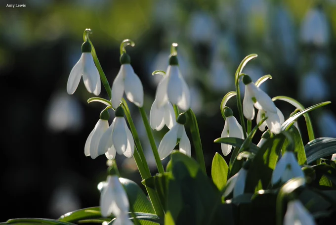 Snowdrops