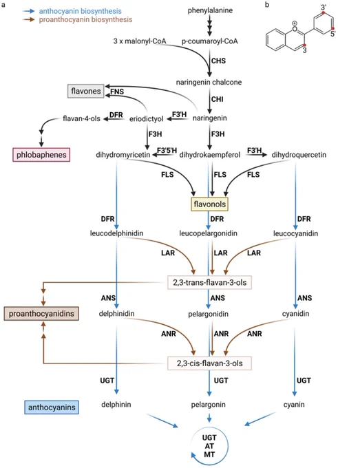 Simplified illustration of the flavonoid biosynthesis. Reference: https://doi.org/10.3390/plants11070963