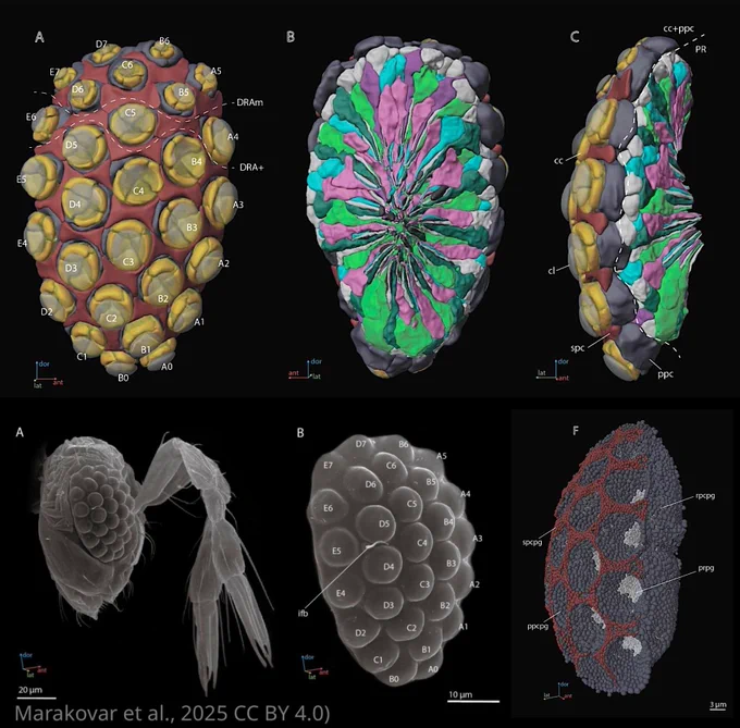 A 3D reconstruction of a compound eye