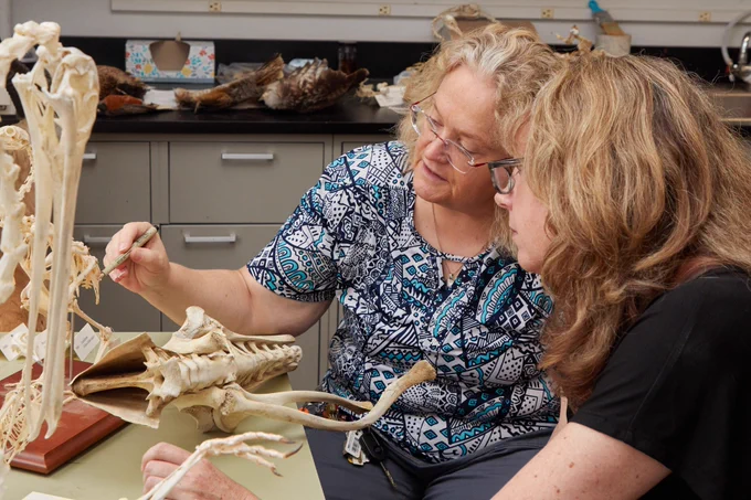 Susan Chapman (left) and Dana Rashid (right) discovered that inflammation played a role in normal development during their research of how short tails in birds evolved from their long-tailed dinosaur ancestors.
