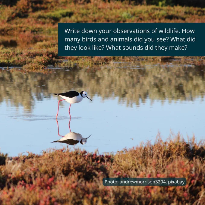 A black winged stilt stalks through water in a coastal wetland. Text suggests: "Write down your observations of wildlife. How many birds and animals did you see? What did they look like? What sounds did they make?"