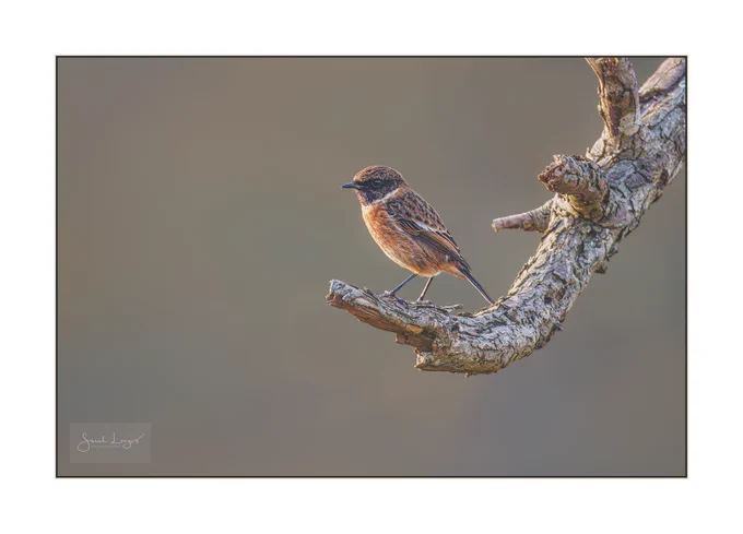 A male stonechat bird perched on a piece of deadwood. Stonechats are small, robin-sized birds that live in open areas of heath, coastal, farm, wet and grassland. The male is in winter plumage with a brown and black head, white band around the neck, orange breast and mottled brown back. In summer the head is completely black and the orange breast is more vivid.