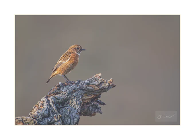 A female stonechat bird perched on a piece of deadwood. Stonechats are small, robin-sized birds that live in open areas of heath, coastal, farm, wet and grassland. The female has a brown head, white band around the neck, orange breast and mottled brown back.