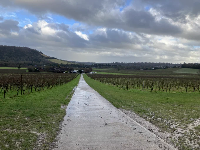 Path through the vineyard