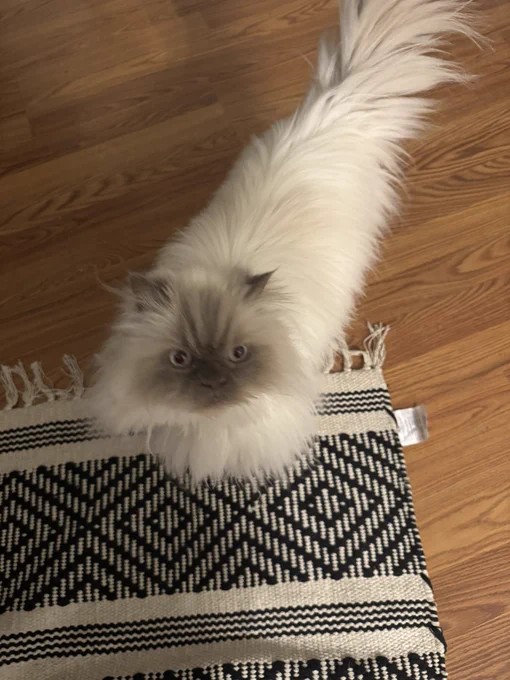Long haired white cat with gray face and blue eyes standing on wooded floor and a black and white rug