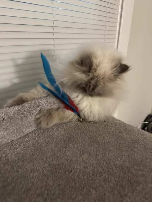 Long haired white cat with gray face ears and paws. Her face is pointed down and claws extended on the carpeted cat tree while catching a feathered toy.