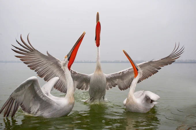 Three Dalmatian pelicans in a lake. Image credits: Pino Magliani / Shutterstock