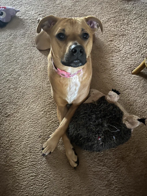 Brown dog with a white chest, laying on beige carpet with her front paws crossed. She looks forlorn. There are stuffed toys around her.
