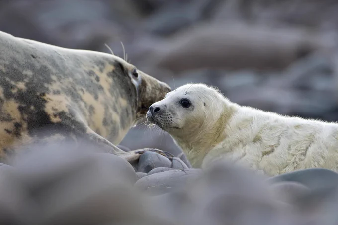 Photo of a grey seal cow and pop hauled out on rocks. Both of their heads are raised and alert but they are not looking at the photographer. Image credit: Lorne Gill/NatureScot