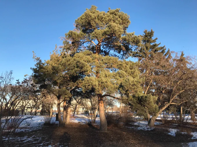 A Scots pine tree with its green foliage and coppery bark illuminated by the sun. 
