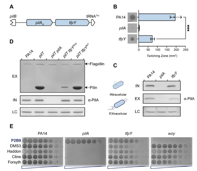TfpY expression promotes type IV pilus assembly and function. (A) Type IV pilin operon in P. aeruginosa PA14.