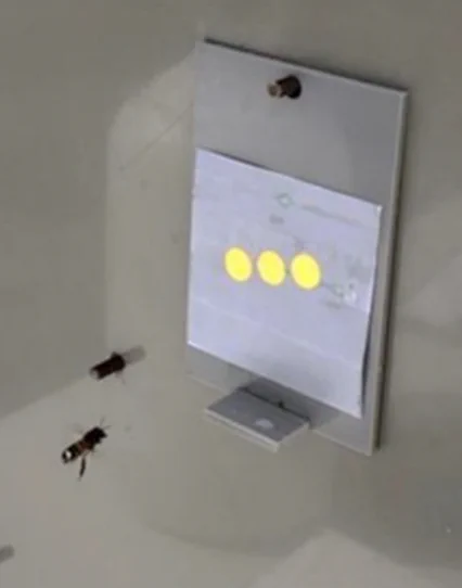 A bee inspects a grey card presenting three yellow circles.