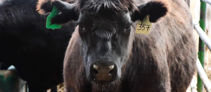 Black steer