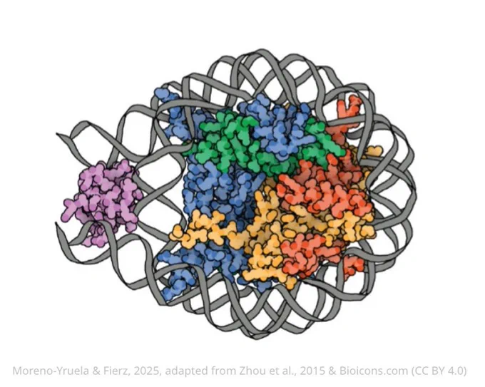 High-resolution structural imaging using customised magnetic beads.
