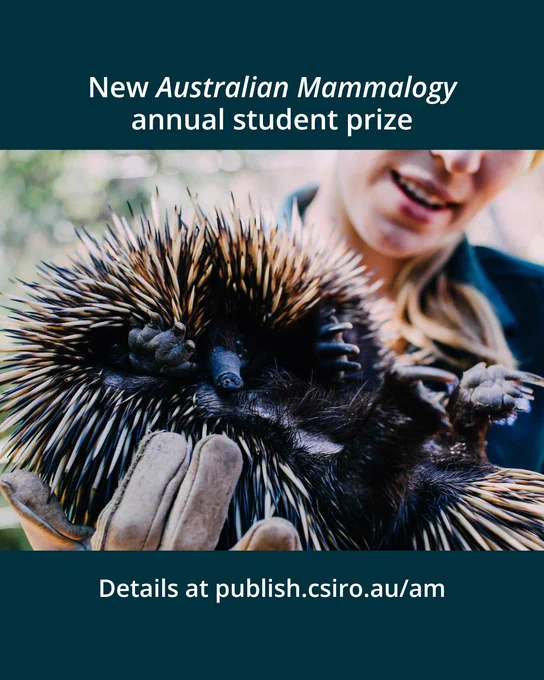 A close up of a curled up echidna being held by a person wearing protective gloves. Text explains: "New Australian Mammalogy annual student prize. Details at publish.csiro.au/am".