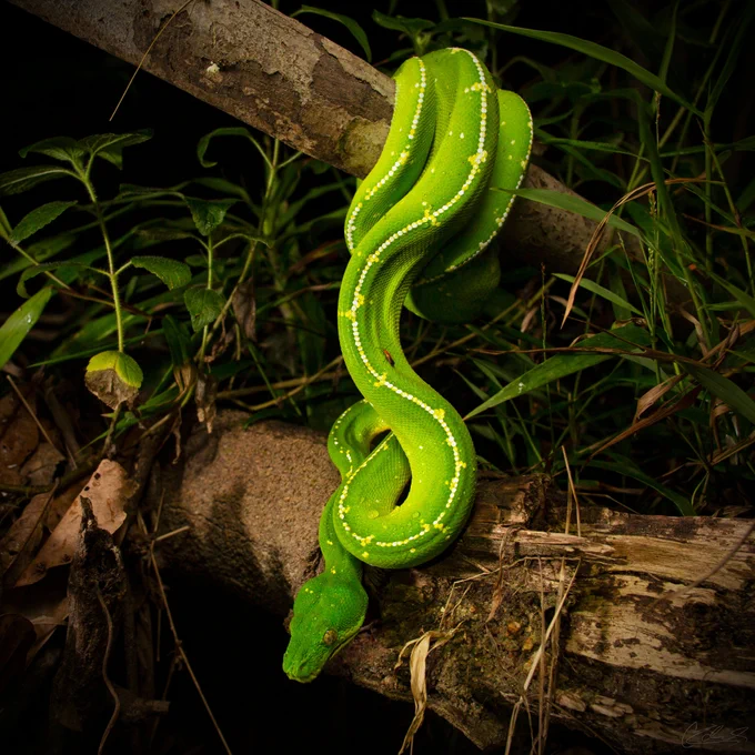 A photo of a large green python snake. It's wrapped around a tree branch and looking down towards the forest floor.