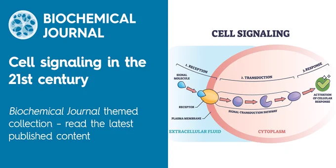 Biochemical Journal
Cell signaling in the 21st century
Biochemical Journal themed collection- read the latest published content